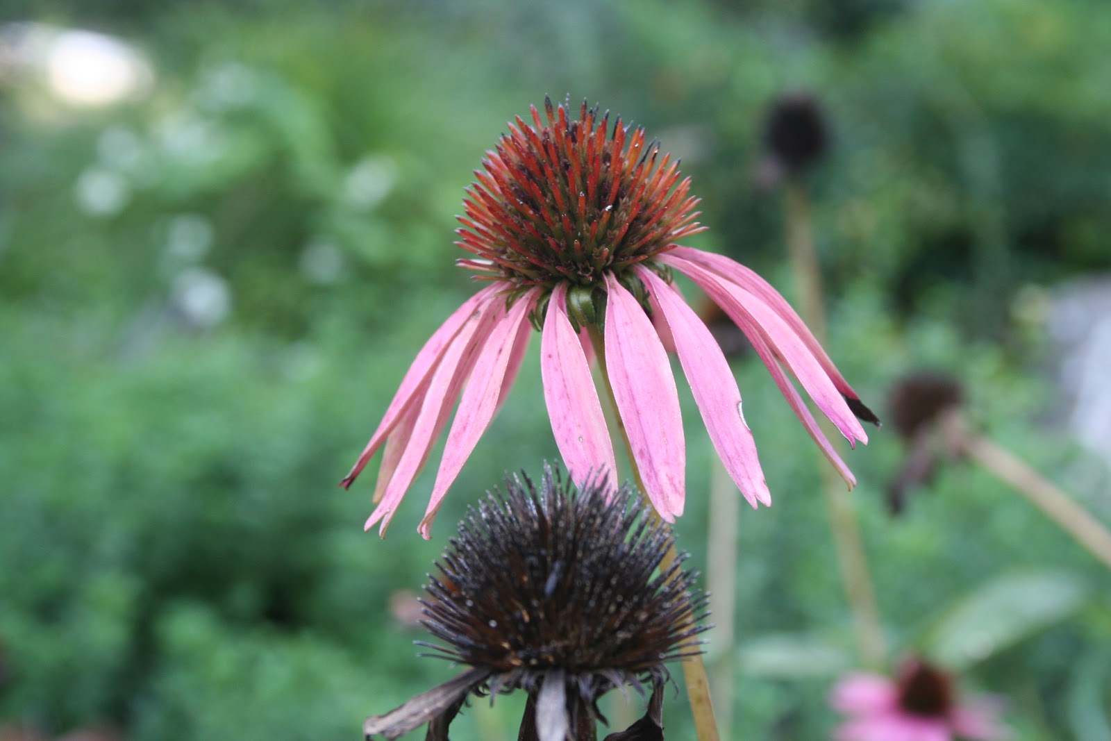 Pine Lake The Blog Late August Flowers