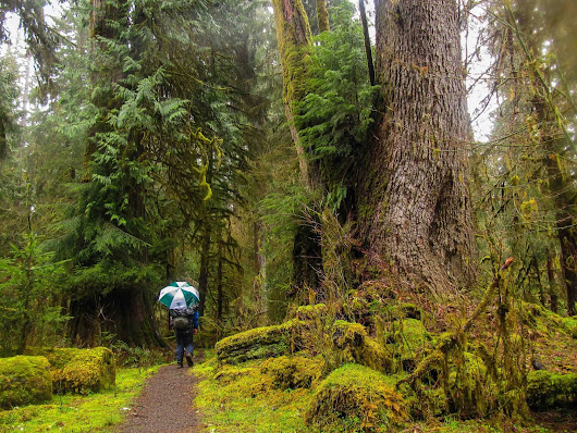 Winter camping in the Hoh Rainforest