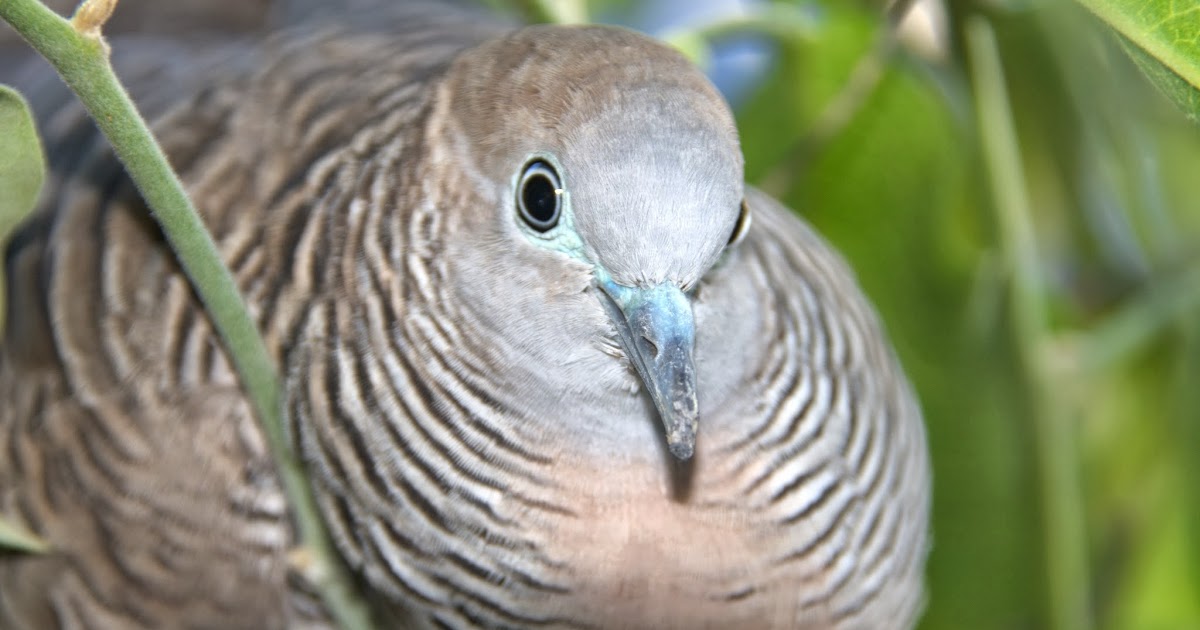 Hawaii Horticulture Zebra Dove