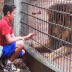 Criança perde braço após ataque de tigre