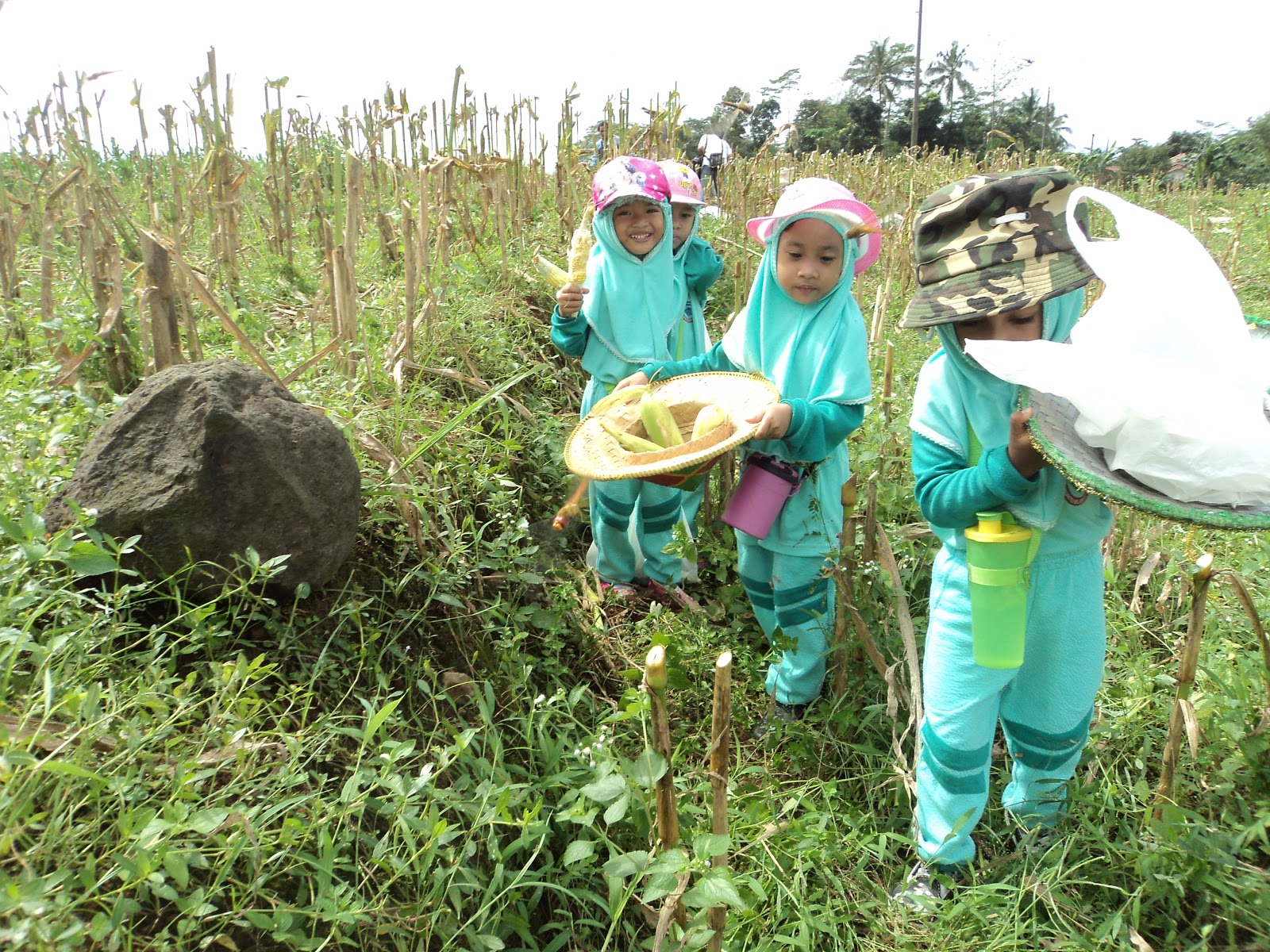 Panen Jagung Playgroup Dan Tk A Al Irsyad Paud Al Irsyad Al Islamiyyah Purwokerto