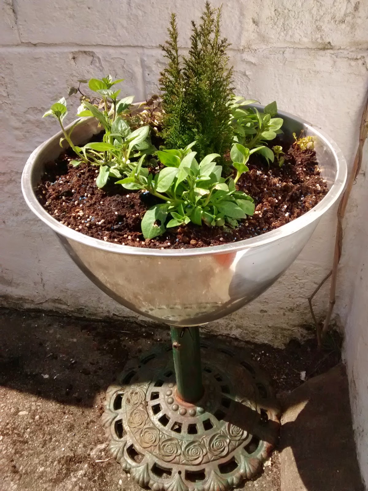 Gardening Matters Growing in Tea Bags