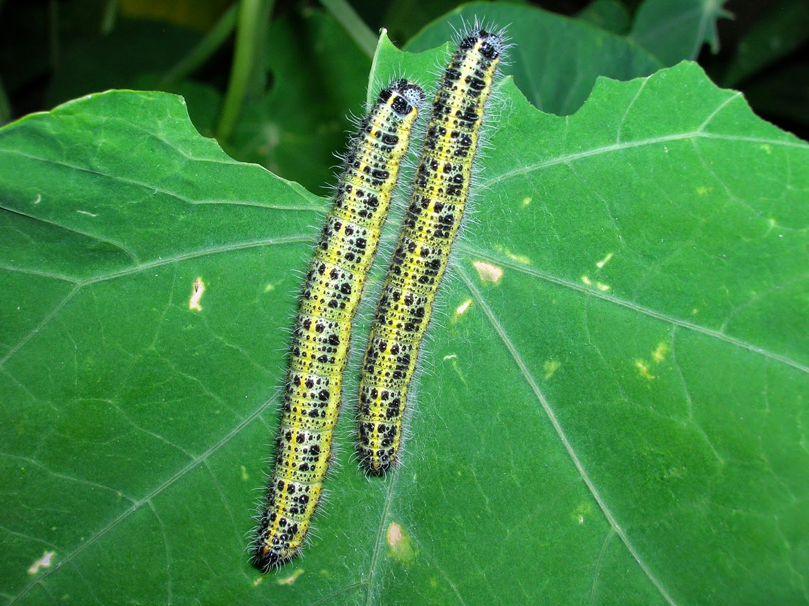 Eudlo Seed Savers Group July Seedy Sunday Winter Garden Activities