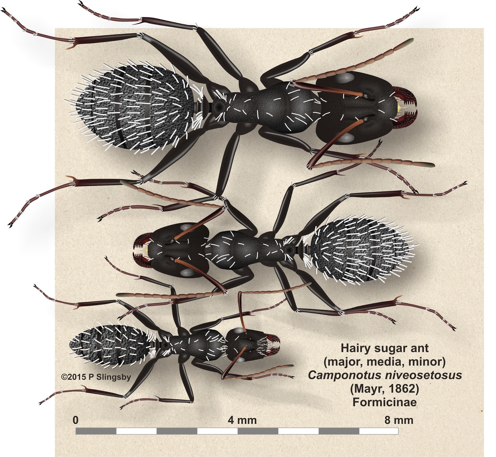  Ants of Southern Africa Camponotus species Sugar ants