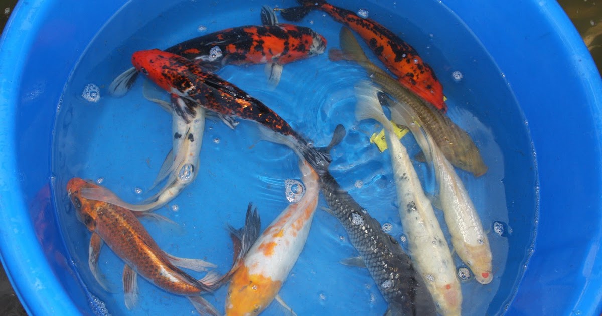 The Blackwater Blog Cheap Koi for Sale
