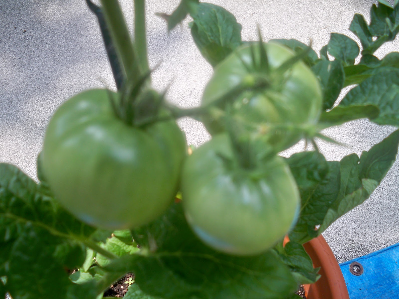 Green Grandma: Green Salad with Champagne Vinegar Dressing -- a recipe