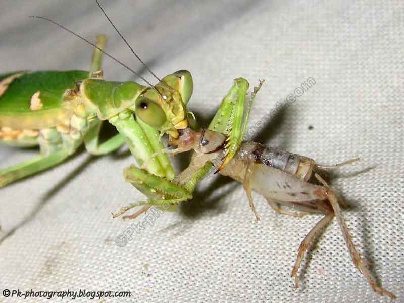 What Do Praying Mantis Eat? Nature, Cultural, and Travel Photography Blog