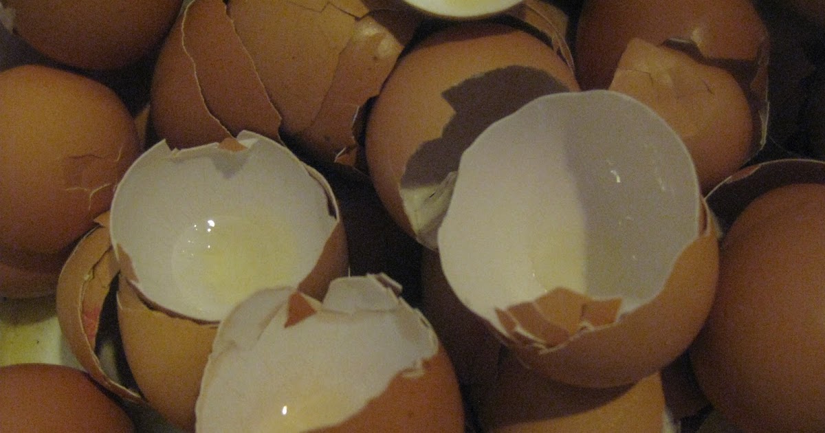 Feeding egg shells to chickens...