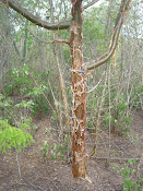 Umburana