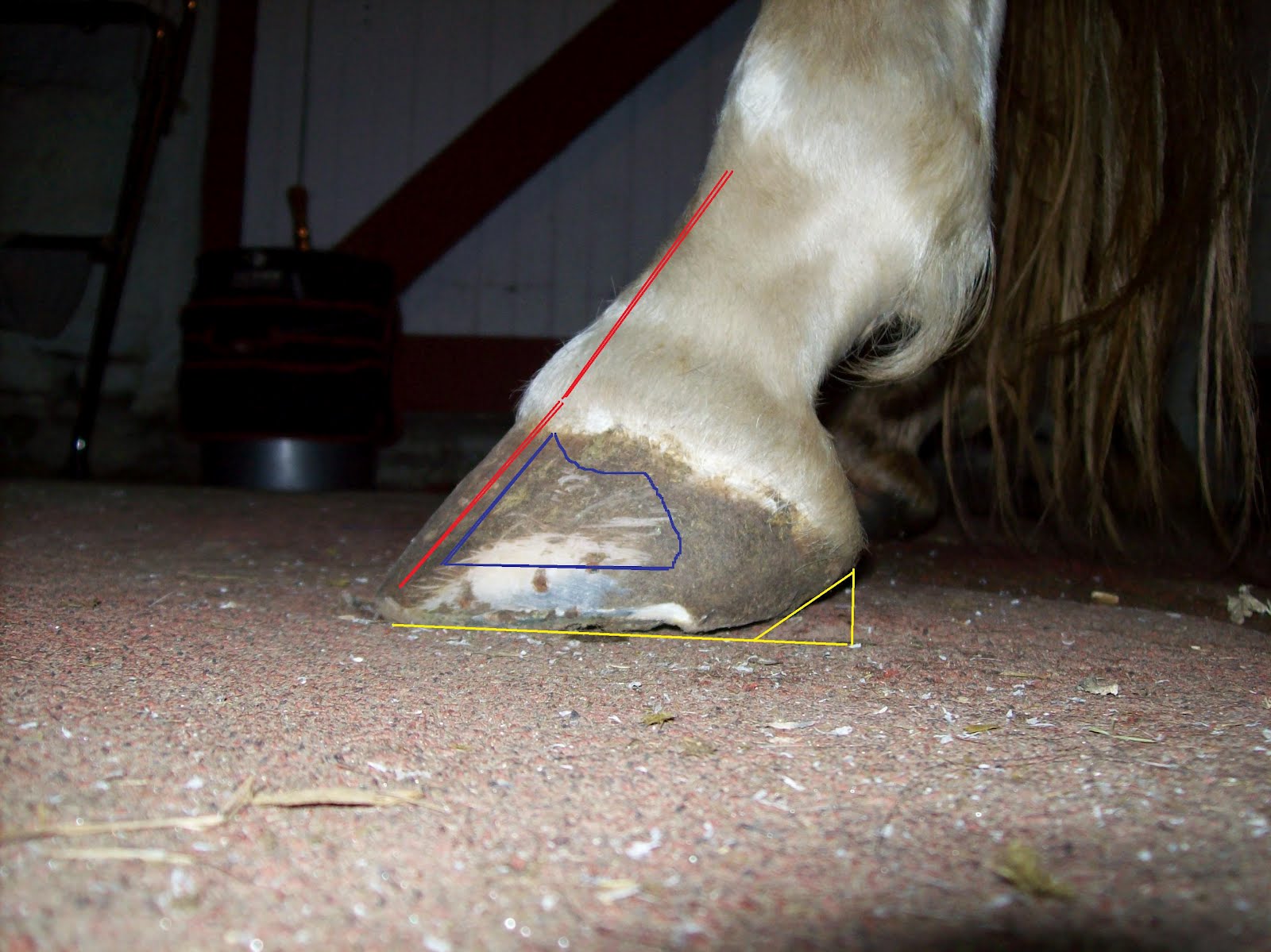 Kate's Hoof Care Blog Does Your Horse Have Long Hind Toes?