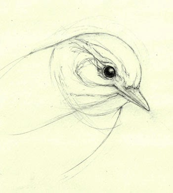 bird drawing simple