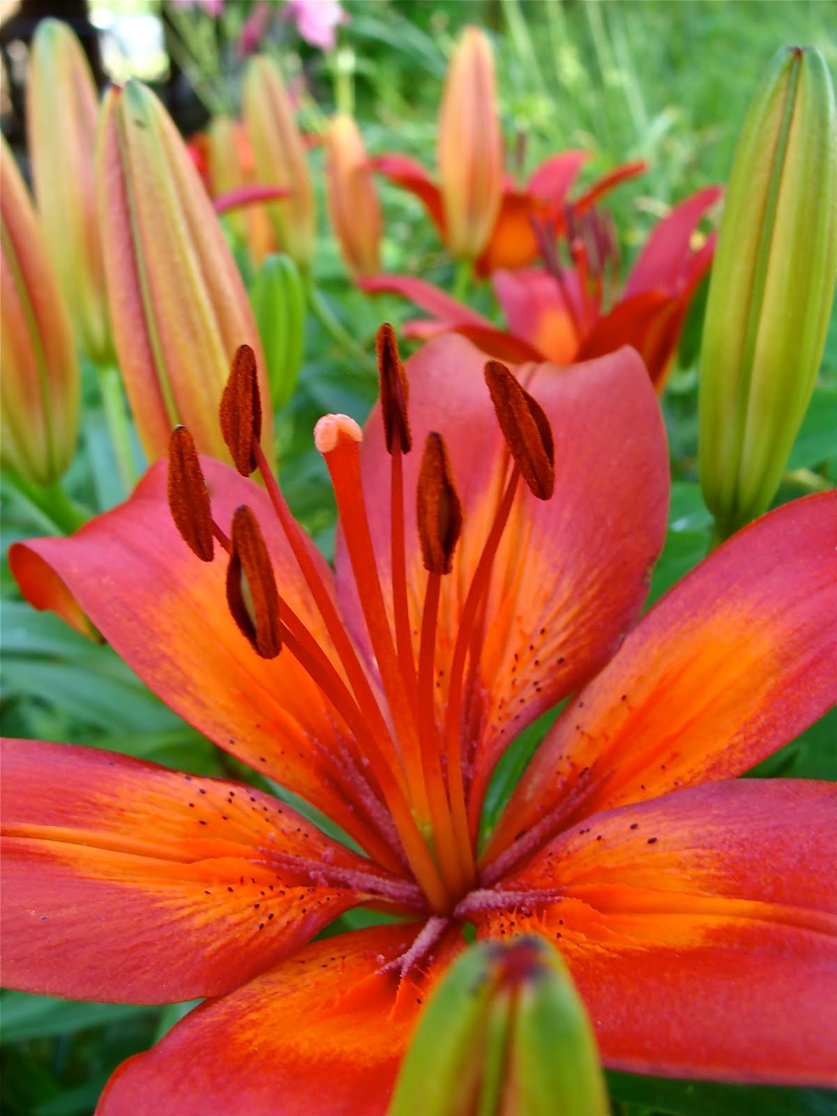 florissimo border lilies