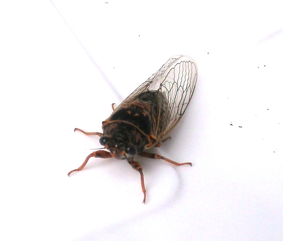 Buzz Bugs