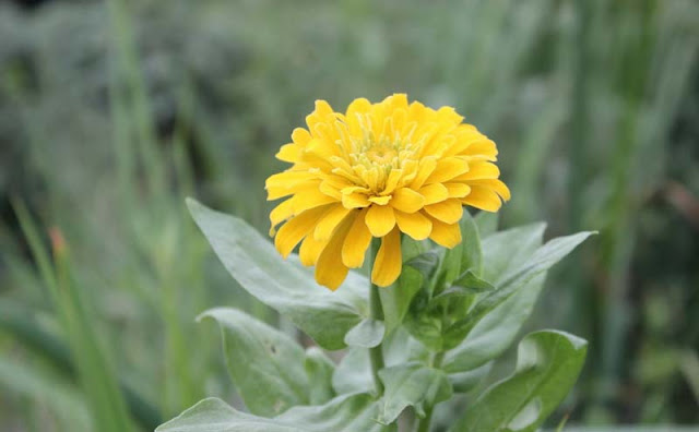 Zinnia Flowers