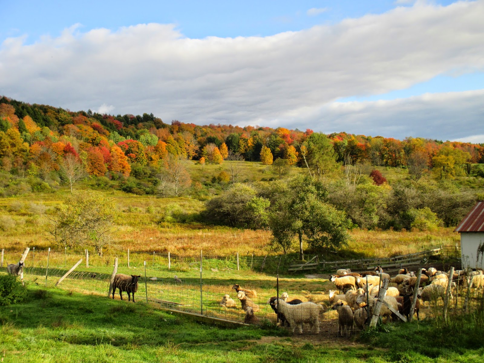 Maggie's Farm Stunning