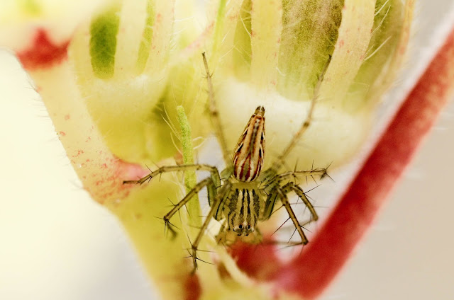 Spider on a Okra plant stem | Nikon D300 & Micro Nikkor 60mm AFD