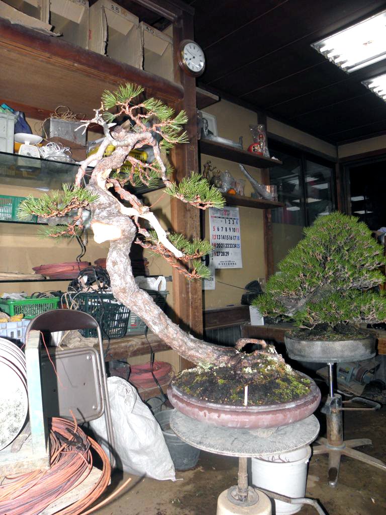 Yamabonsai Shunkaen working on a Black pine with reverse taper.