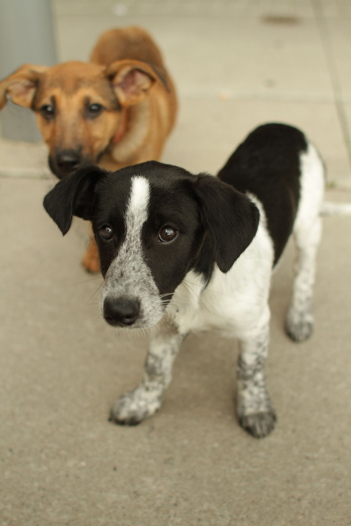 pointer mix puppies pointer beagle mix pointer mix puppies pointer beagle mix