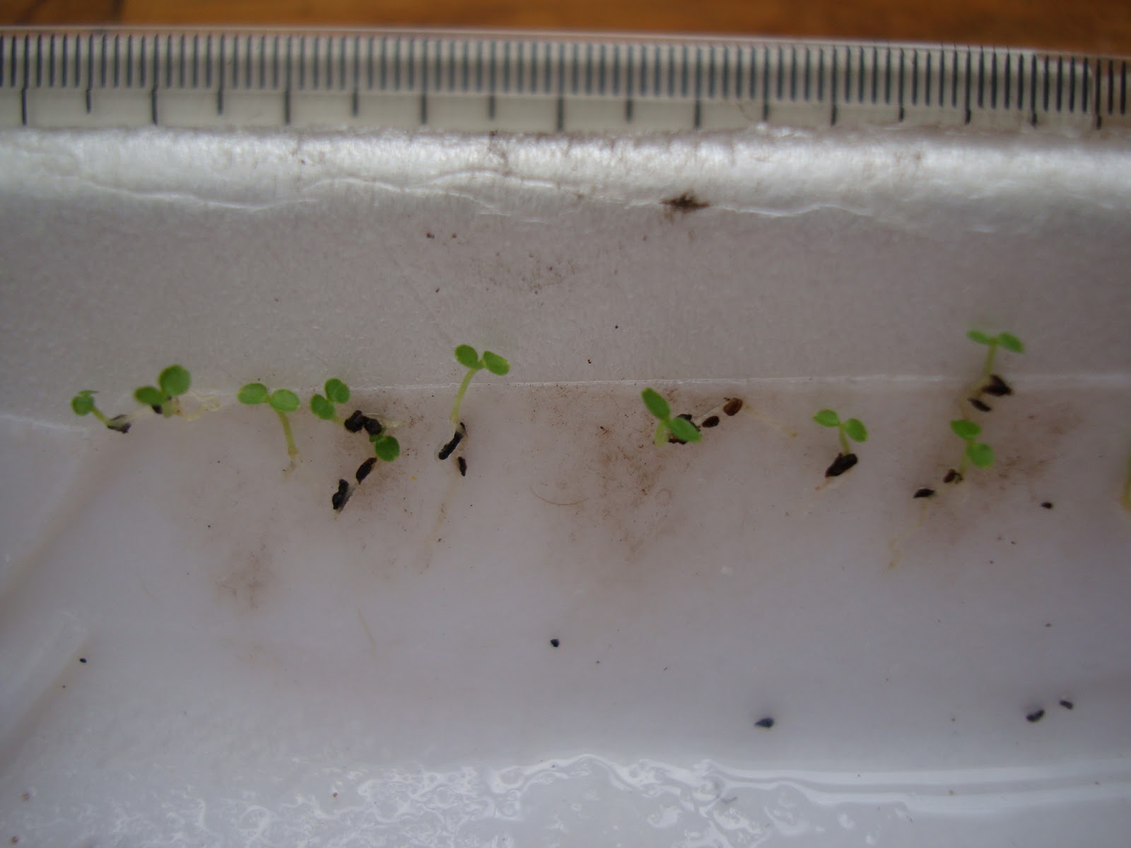 Plantas Nativas de Páramo