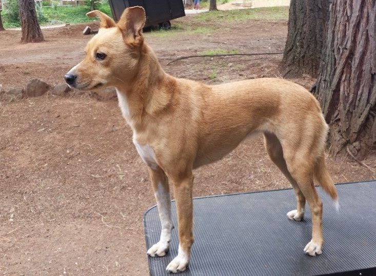 ZoePhee Tutorial How to shave your dog's feet