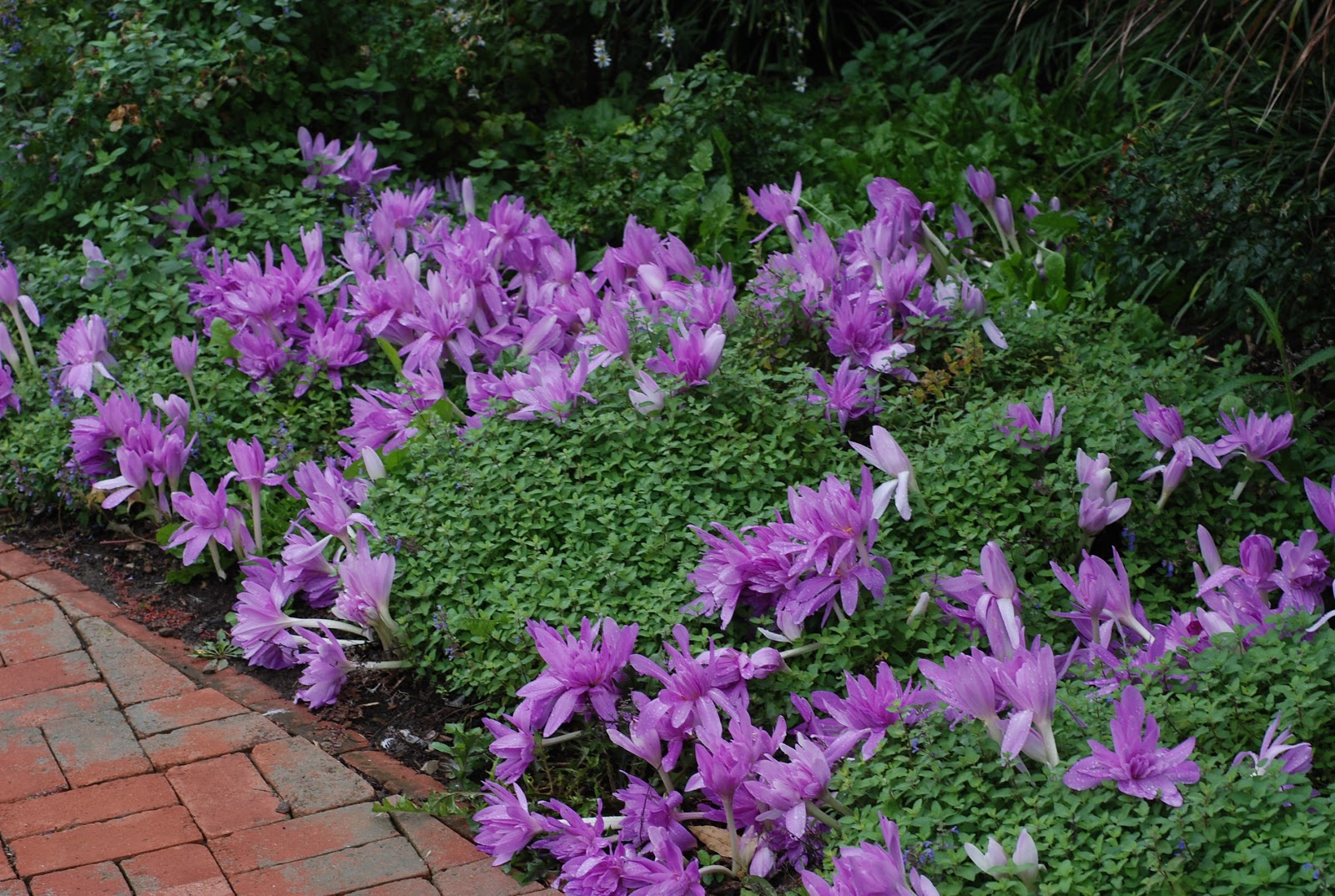 Lifestyle Garden Using Fall Blooming Crocus and Autumn Crocus