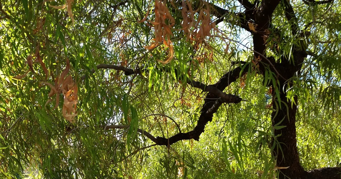 Xtremehorticulture of the Desert Why Does My Sumac Have Yellowing and