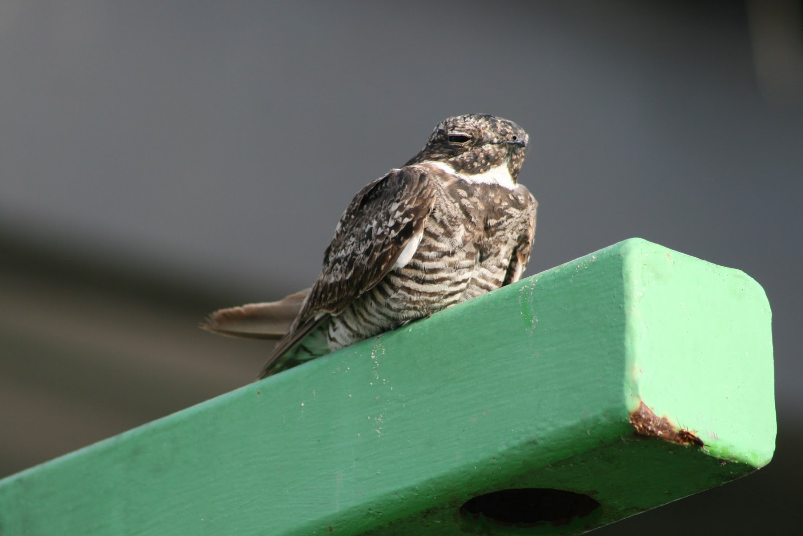Hipster Birders Featured Feathered Friend Common Nighthawk