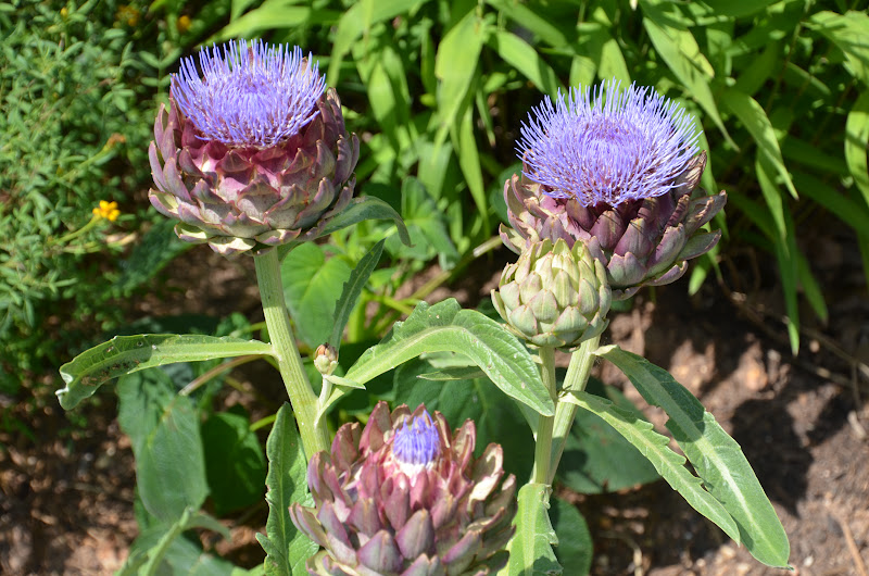 Garden Ally Artichokes in Bloom