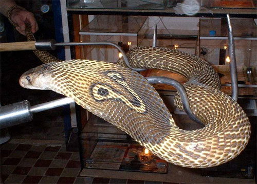 Parasitas de cogumelos e o dano feito por eles