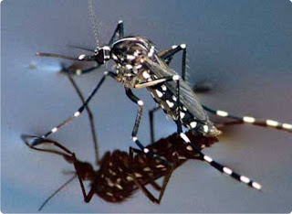 Aedes aegypti mosquito