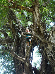Summertime Tree Climbing
