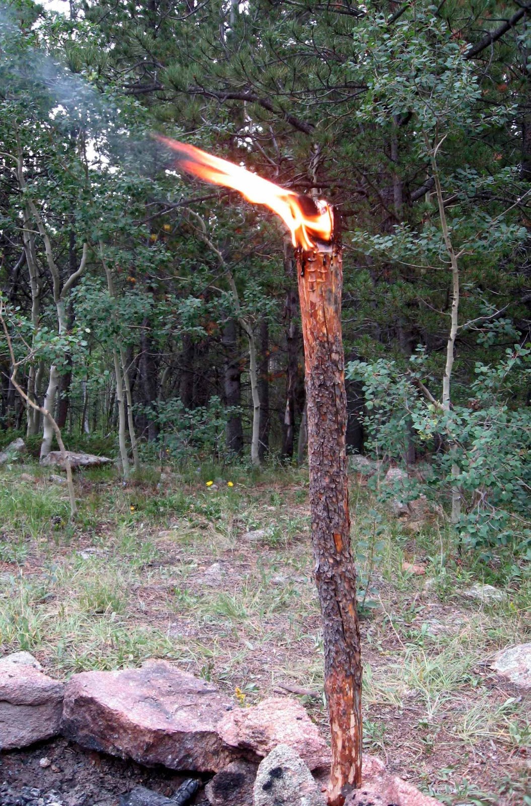 Rocky Mountain Bushcraft Wilderness Survival How to make a Pine Knot