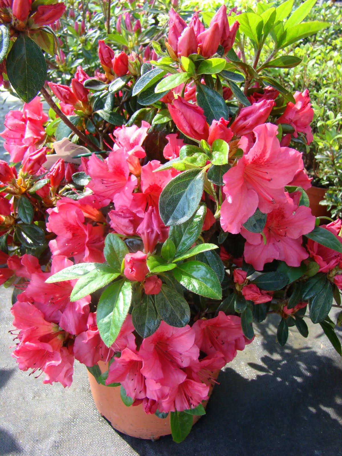 El jardín de Roberto AZALEA JAPONICA