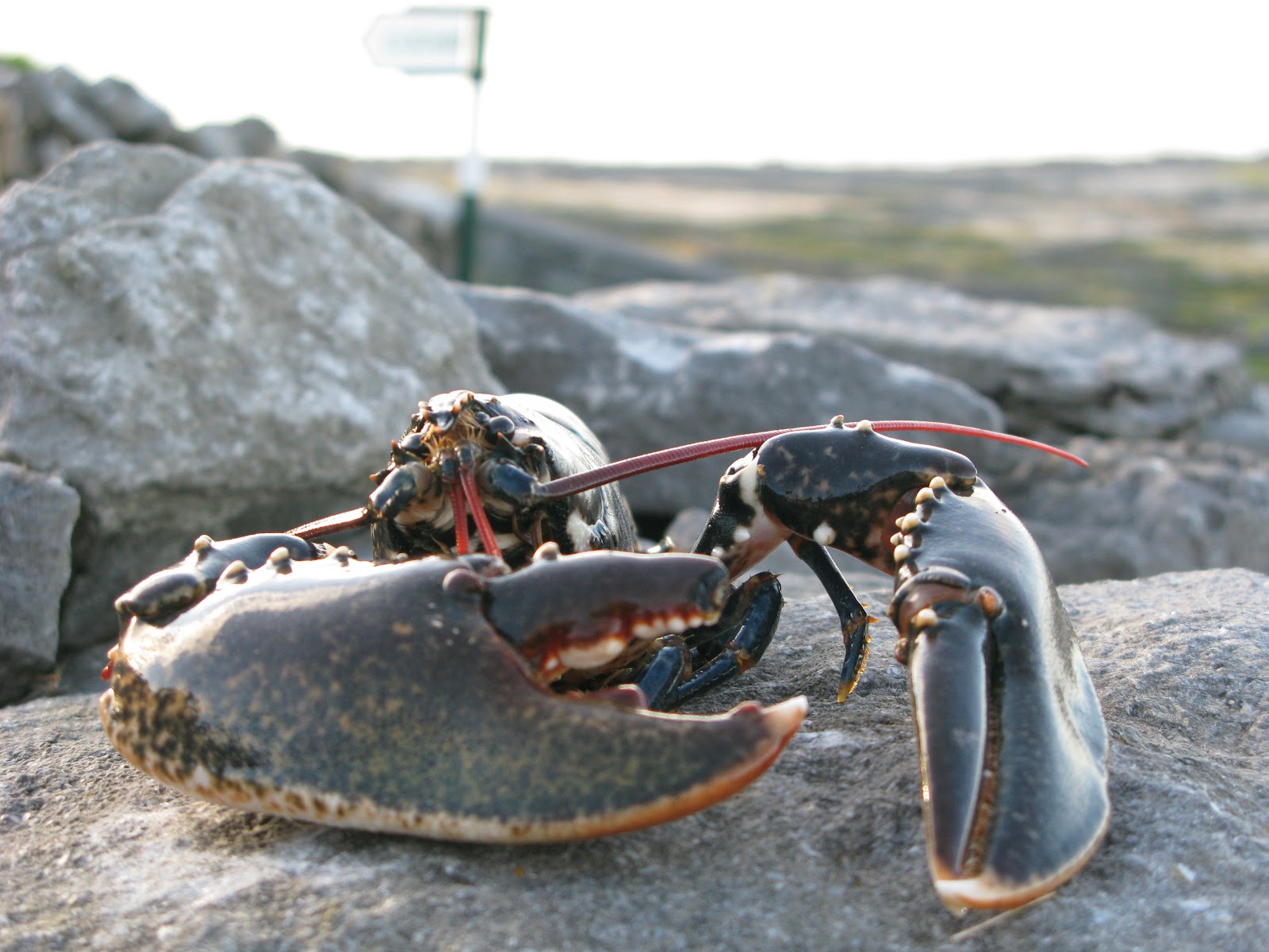 Lobster The Biggest Animals Kingdom