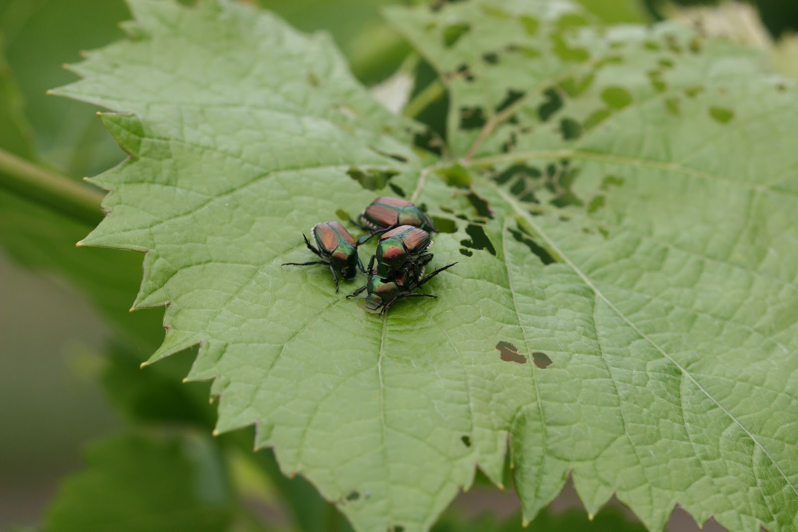 It's a bug's life Japanese beetles are hungry