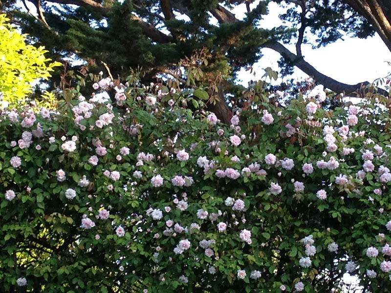 Cecile Brunner Climber