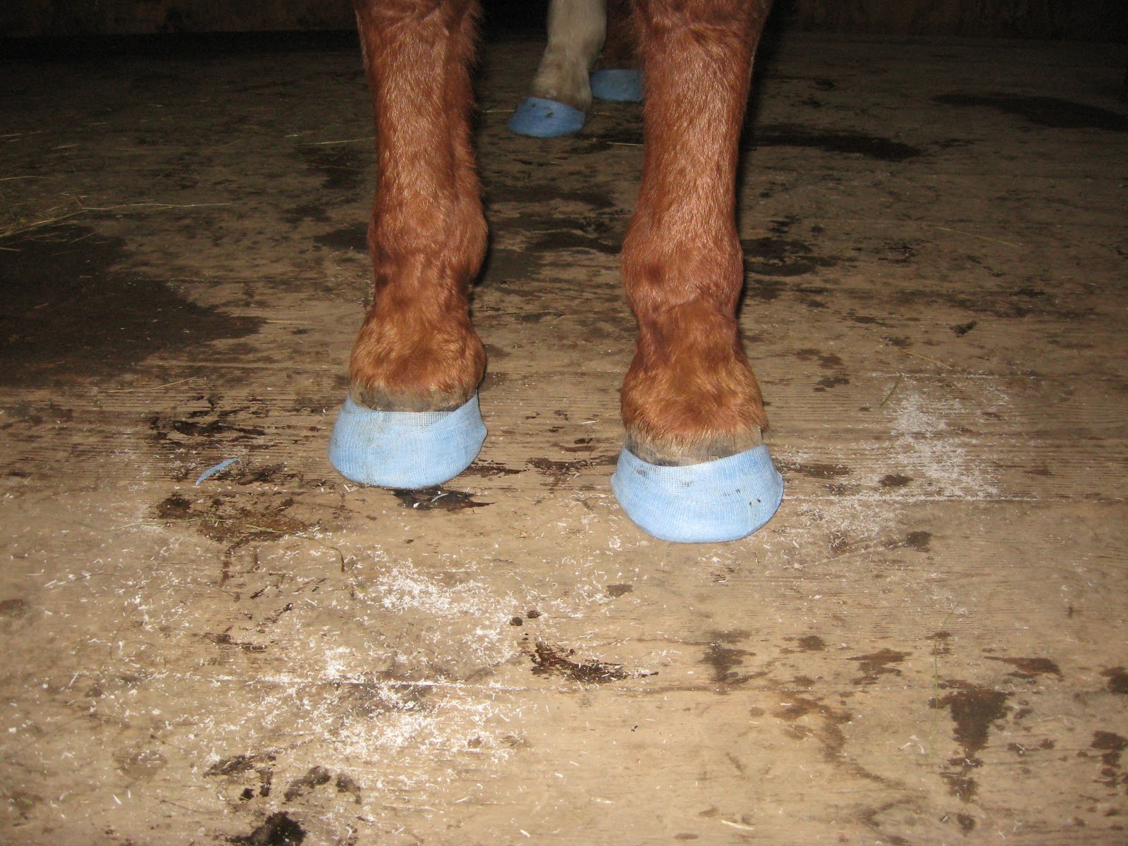 The Dancing Donkey Accessorizing