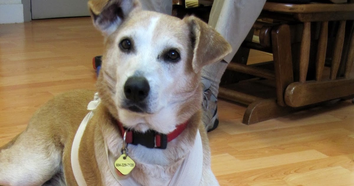 Caring For Pets by Dr. Pollen Soft, Flaking Nails in Dogs, Supplements