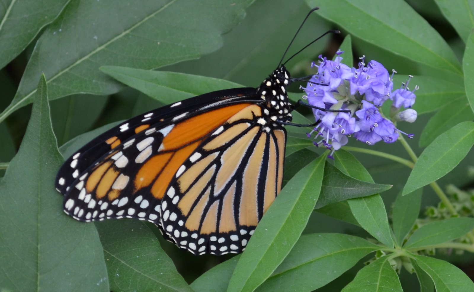 Monarch Butterflies Long Journey