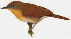 Featured image of post Burung Jenggot Mini Jantan Dan Betina Tips membedakan burung cigun ciblek gunung jantan dan betina
