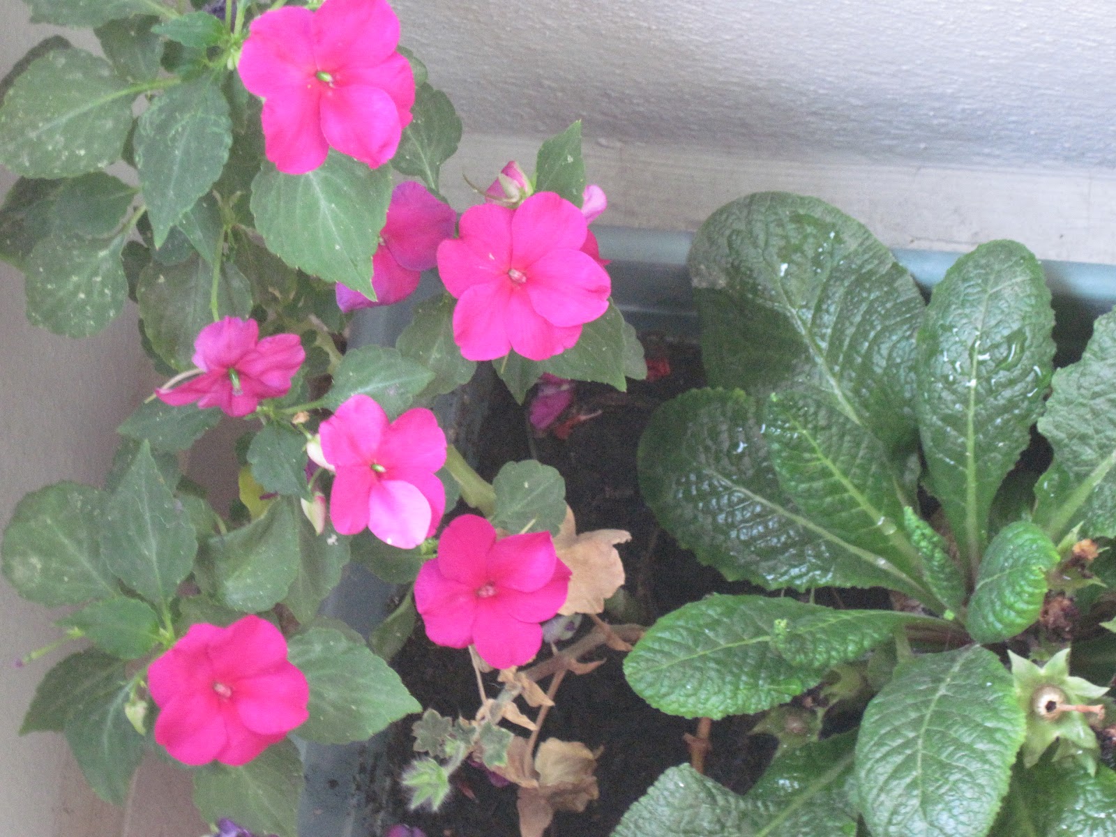 dokuz canlı kedi Büyü zamanı