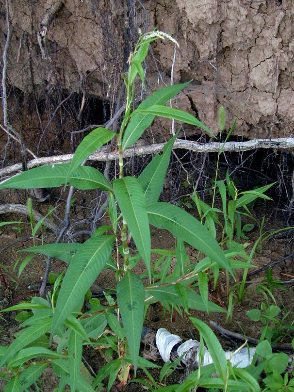 Field Biology In Southeastern Ohio A Few Smartweeds