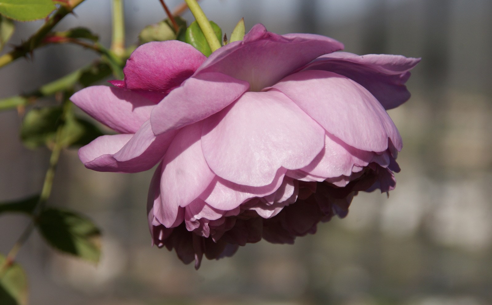 Organic Garden Dreams February Roses