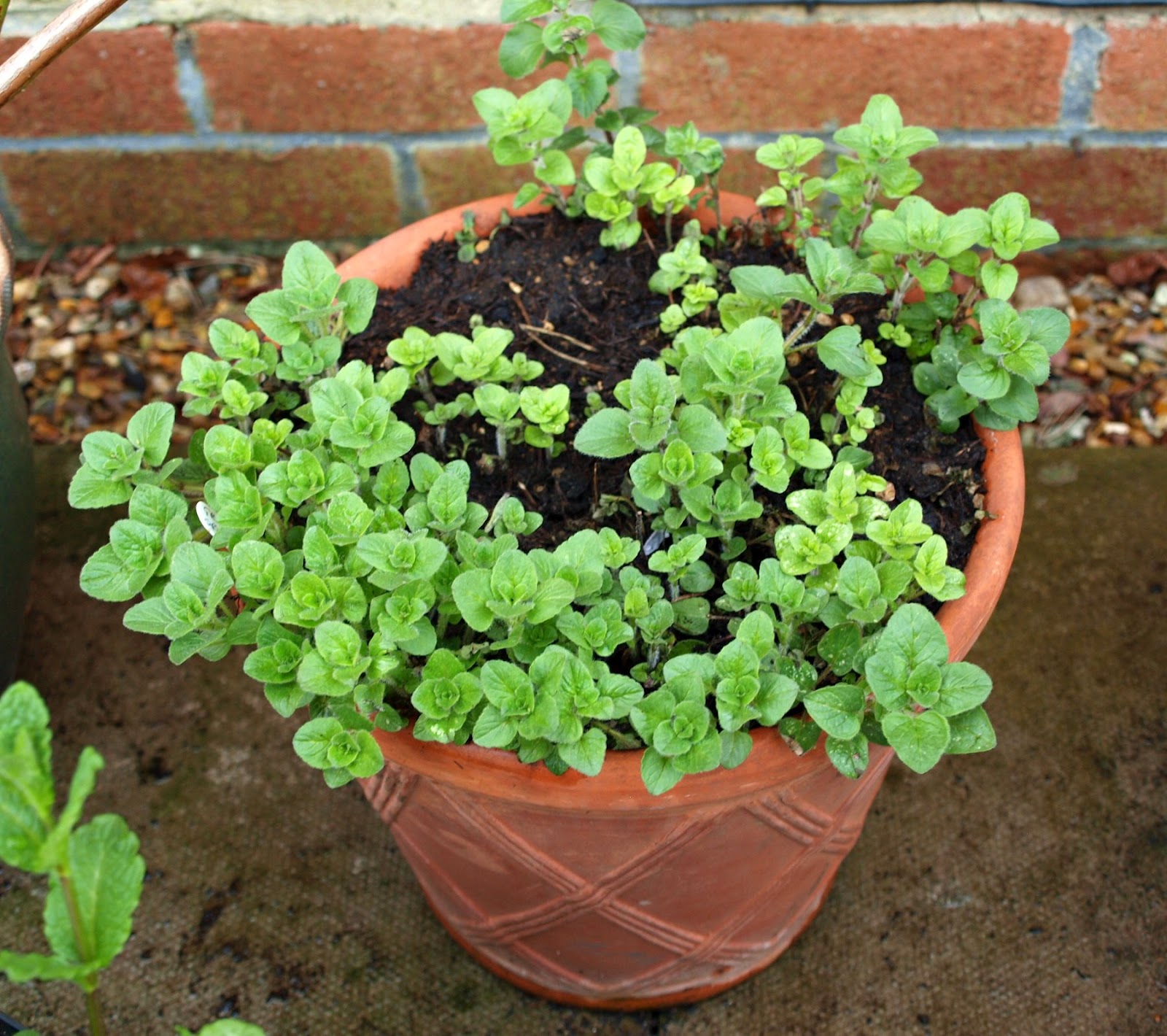 what does oregano plant smell like