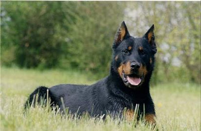 Beauceron Dog Herding Picture