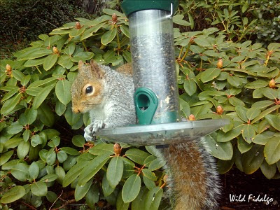 Eastern Gray Squirrel