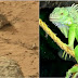 Objek Mirip Iguana Ditemukan di Planet Mars