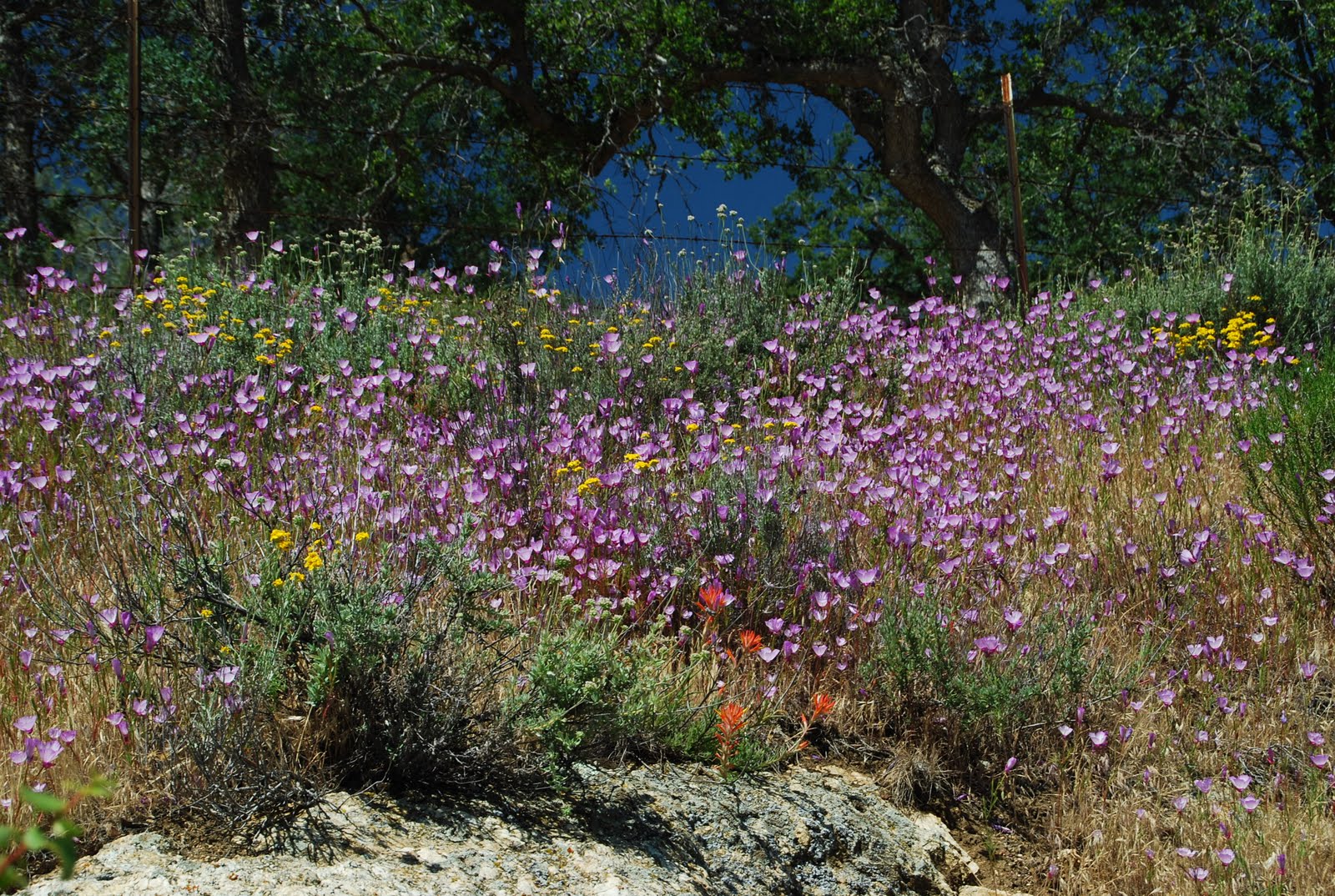 Deserts and Beyond Tehachapigolden hills and wildflowersThat's My