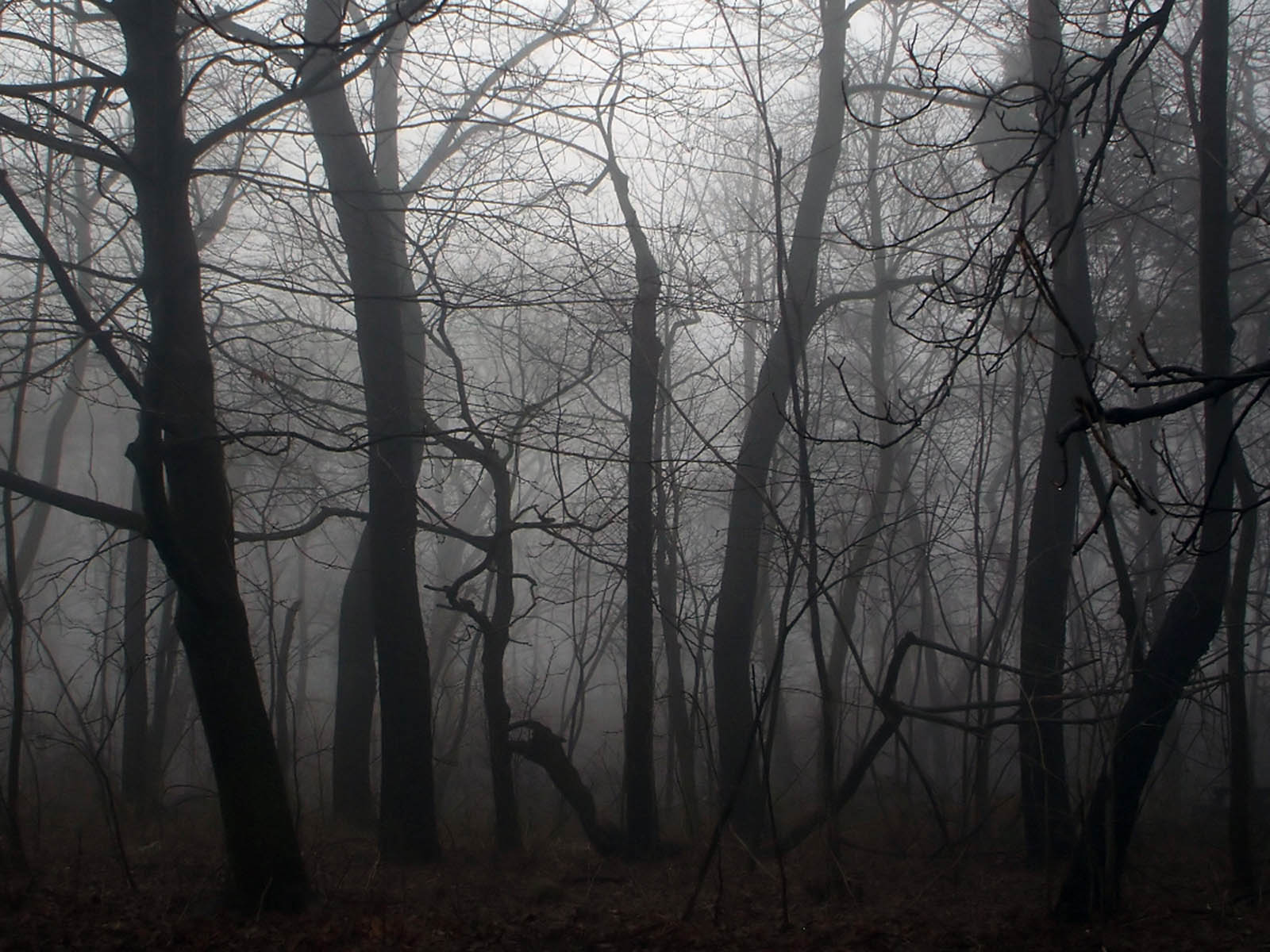 Screensaver: Twilight Forest