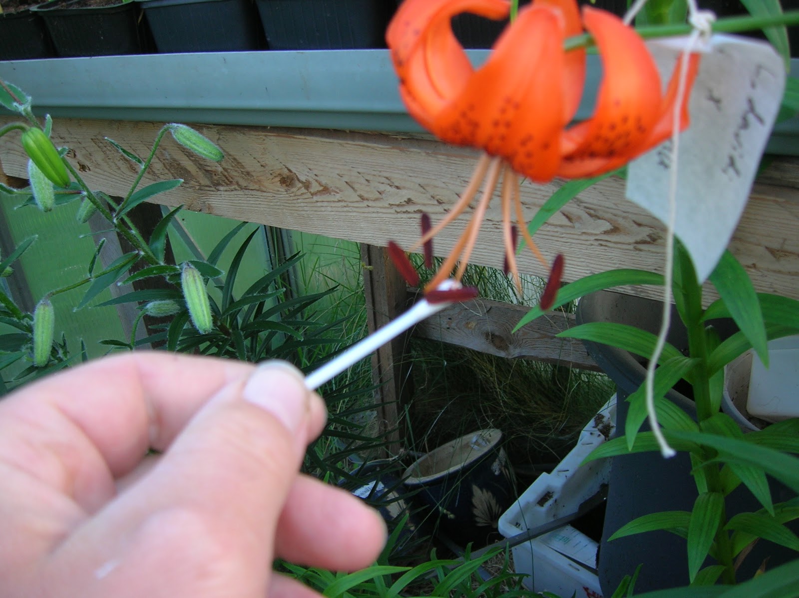 Hermansens lily growing How to pollinate a lily